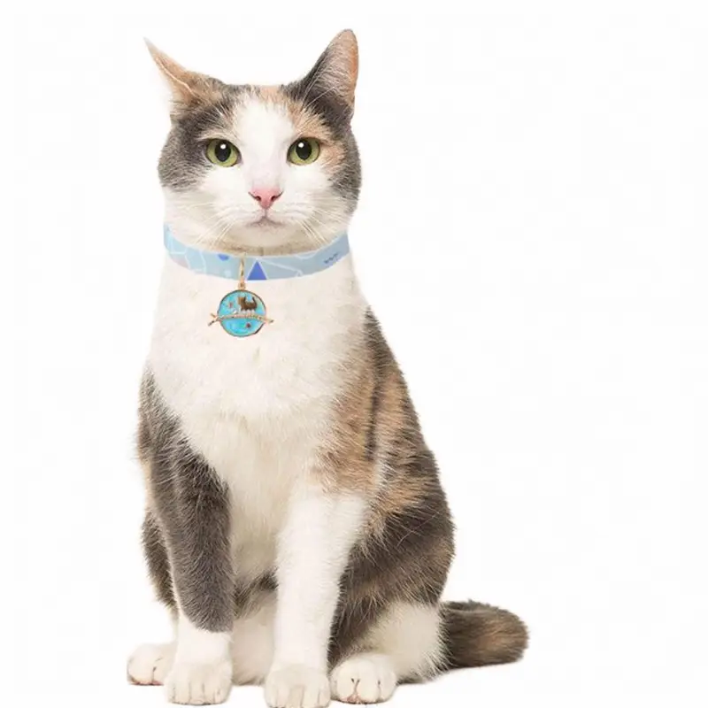 cute-cat-wearing-a-light-blue-colour-collar.webp