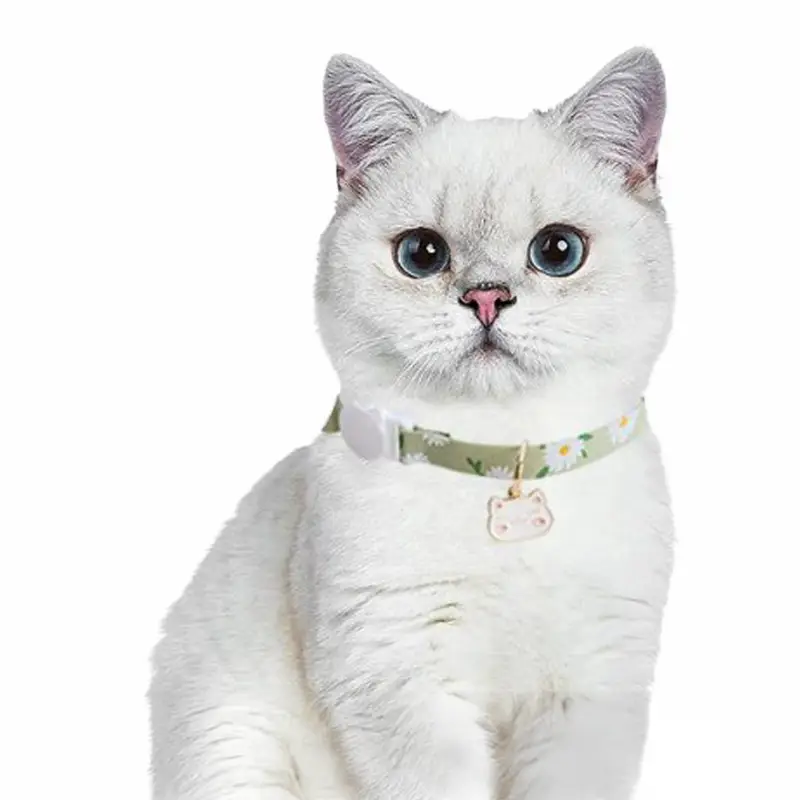 cute-white-cat-wearing-a-light-green-colour-collar.webp