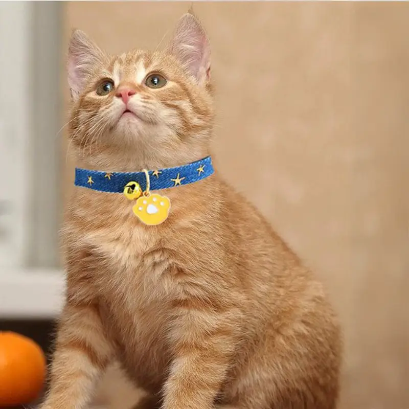 ginger-cat-wearing-a-cute-cat-collar.webp