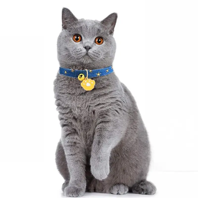 grey-cat-wearing-a-blue-cat-collar-with-a-golden-bell.webp