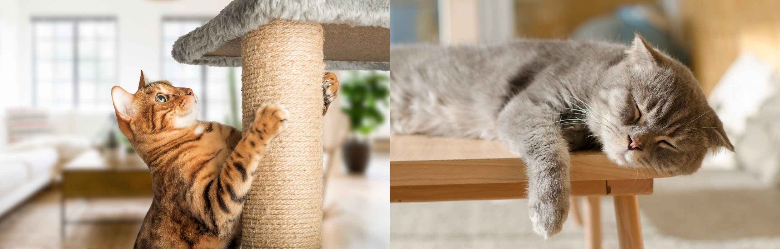 Https://alternativebrands.co.nz/pet Store/cat Trees And Towers/cat Trees And Towers Category Banner