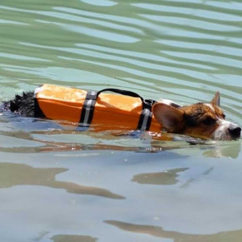 3_Adjustable_Water_Safety_Gear_for_Dogs.jpg