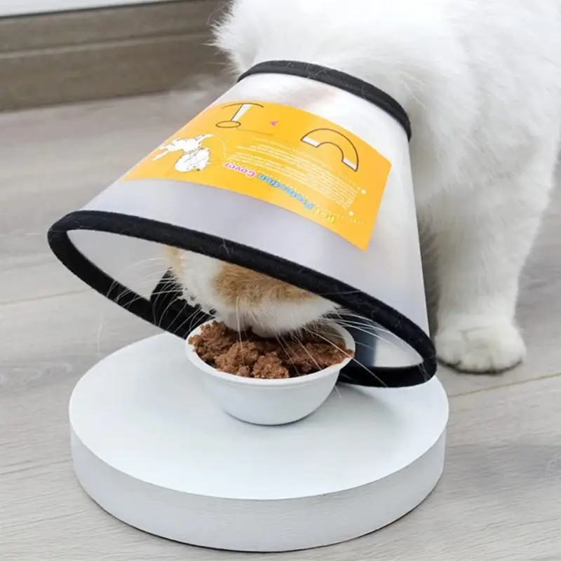 cat-recovery-collar.webp