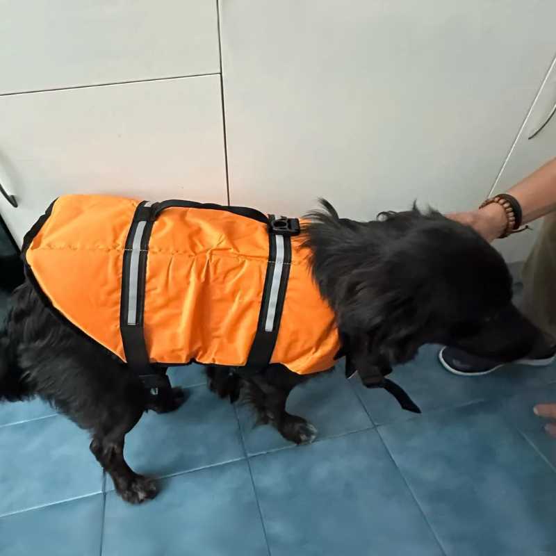 dog-swimsuit-orange-colour.jpg