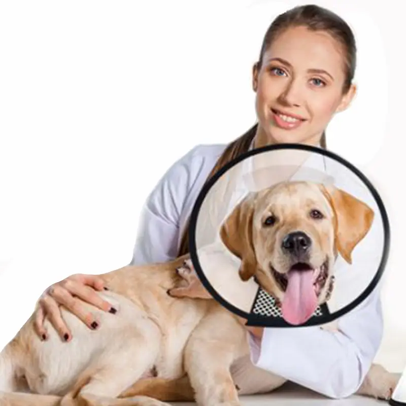 large-size-recovery-cone-fitted-to-a-dog.webp
