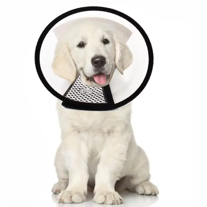 medium-size-dog-recovery-collar-on-a-medium-sized-dog.webp
