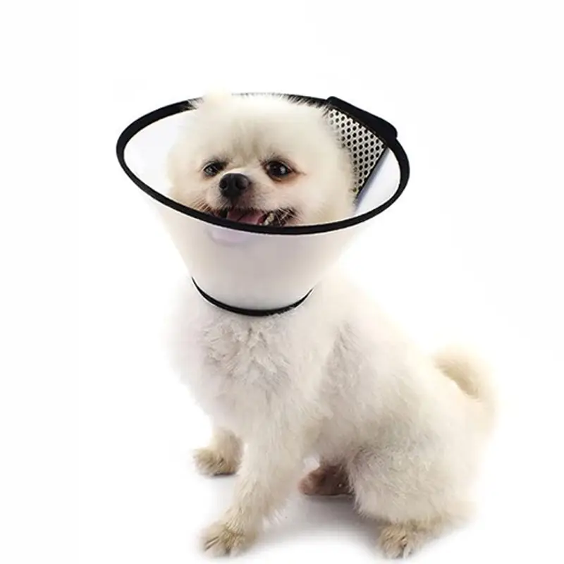 small-dog-wearing-a-recovery-collar.webp