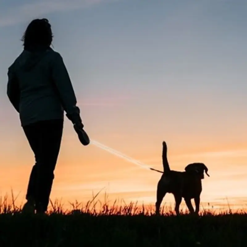 walk-a-dog-as-it-gets-dark.webp