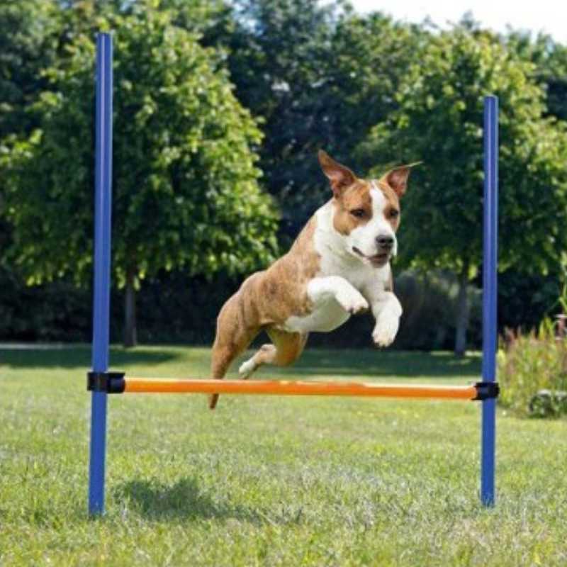 Dog Agility Jumps Training Bar