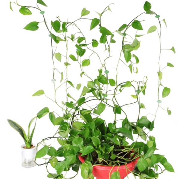 vine-plant-clips.jpg